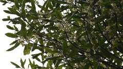 Elaeocarpus dentatus