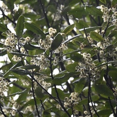 Elaeocarpus dentatus