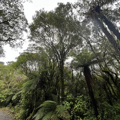 Elaeocarpus dentatus