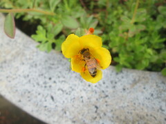 Apis mellifera