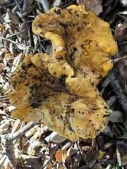 Cantharellus californicus