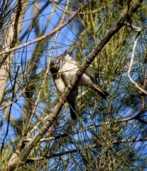 Plectorhyncha lanceolata