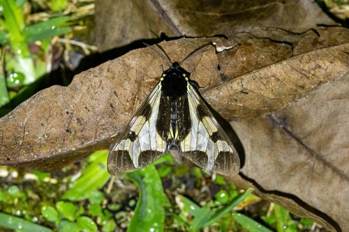 Dysschema porioni