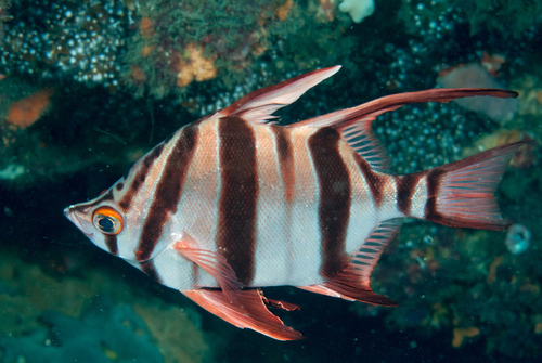 Angelfish (Enoplosus armatus) — Enoplosidae — 3