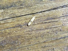 Bucculatrix coronatella