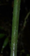 Bromelia granvillei