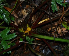 Bromelia granvillei