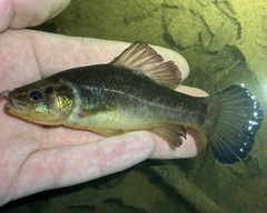 Aphredoderus sayanus