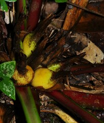 Bromelia granvillei