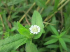Eclipta prostrata