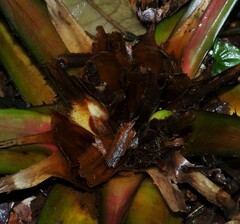 Bromelia granvillei