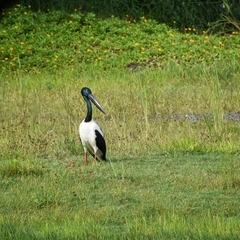 Ephippiorhynchus asiaticus