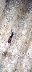 Odontomachus ruginodis