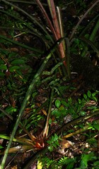 Bromelia granvillei
