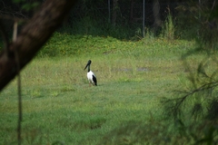 Ephippiorhynchus asiaticus