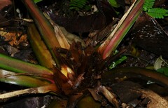 Bromelia granvillei