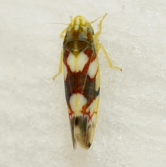 Erythroneura