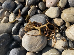 Laminariaceae