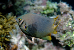 Neoglyphidodon nigroris