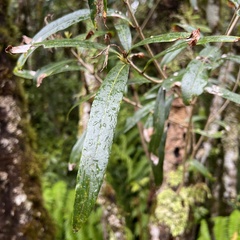 Nestegis cunninghamii