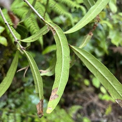 Nestegis cunninghamii