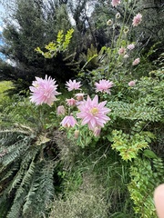 Dahlia pinnata