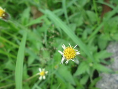 Tridax procumbens