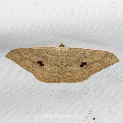 Luxiaria mitorrhaphes