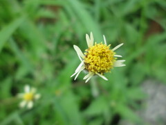 Tridax procumbens
