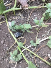 Pilobalia