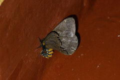 Pseudodirphia niceros