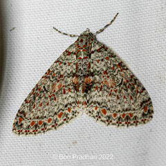 Trichopterigia sanguinipunctata