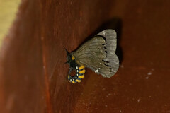 Pseudodirphia niceros