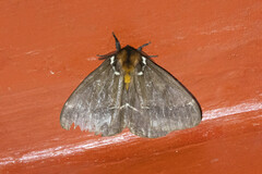 Pseudodirphia niceros