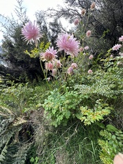 Dahlia pinnata