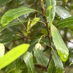 Elaeocarpus hookerianus