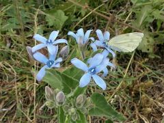 Oxypetalum coeruleum