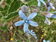 Oxypetalum coeruleum