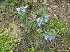 Oxypetalum coeruleum