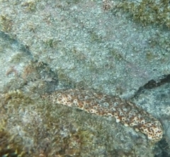 Holothuria sanctori