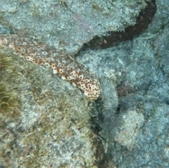 Holothuria sanctori