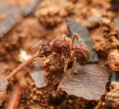 Sericomyrmex amabilis