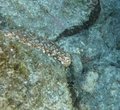 Holothuria sanctori