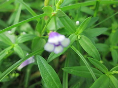 Torenia crustacea