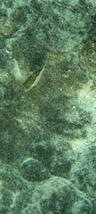 Canthigaster capistrata