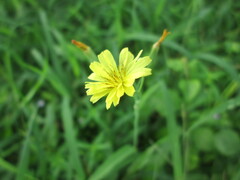 Ixeris chinensis