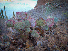 Opuntia gosseliniana