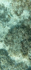 Canthigaster capistrata