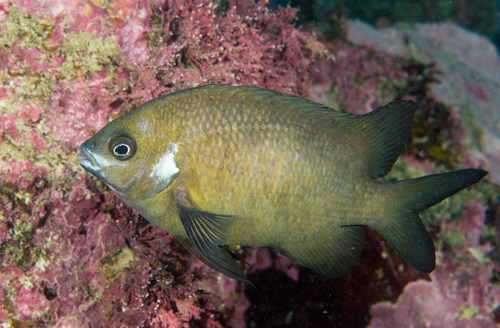 White-ear (Parma microlepis) — Pomacentridae — 4