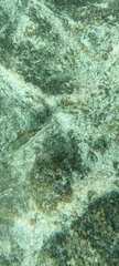 Canthigaster capistrata